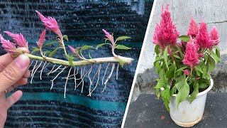 Secrets of flower propagation Celosia cristata L from the stem [upl. by Anitsua]