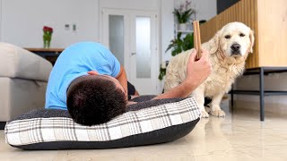 Sleeping in a dog bed with food in front of a Golden Retriever [upl. by Terina343]