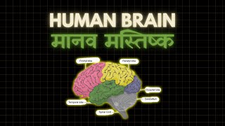 Human Brain [upl. by Alyel333]