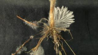 Sclerotium rolfsii growing from stevia root timelapse [upl. by Darell]