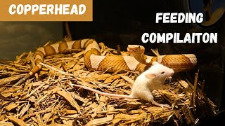 Venomous Copperhead Feeding Compilation Choose Your Favorite [upl. by Aerdnad]