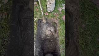 SUPER SOFT GROUND🤤 hydrovac excavation asmr satisfying oddlysatisfying operator [upl. by Weight]