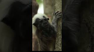 🐒 El Tití Cabeciblanco Un Tesoro en Peligro de Extinción grave titi tamarindo mono monkey [upl. by Atiuqes204]