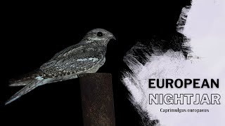 European Nightjar  Caprimulgus europaeus [upl. by Garlen]