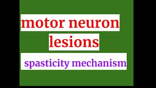 motor neuron lesion spasticity mechanism [upl. by Ynehpets]