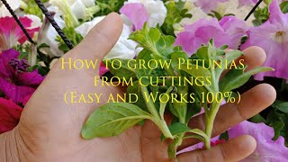 How To Grow Petunia From Cuttings  petunia propagation  petunia care [upl. by Notslah]