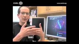 Cell division how chromosomeseparating structure forms [upl. by Anayek476]