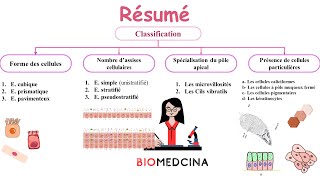 Résumé CH 01 épithélium de revêtement النسيج الظاهري [upl. by Madonia]