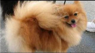 Dog Grooming  How to Groom a Pomeranian [upl. by Sakmar464]