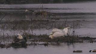 Leven in kuddes kuddebeheer Oostvaardersplassen [upl. by Rosemary]