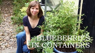 The challenges of growing blueberries in containers [upl. by Garlan729]