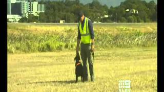 AVISURE Joe the Wonder Dog Channel 9 News Gold Coast August 2011 [upl. by Imre]