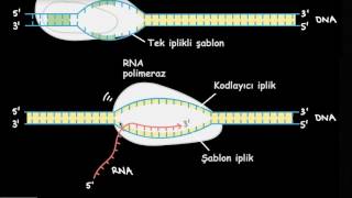 Transkripsiyon ve mRNA’nın İşlenmesi [upl. by Nileve]