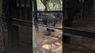 🐘 Elephant Playing at Bannerghatta Zoo 😃 bangalore zoo nationalpark bannerghattanationalpark [upl. by Frazier]