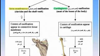 06The Skeleton8Ossification of Bones Anatomy Intro Dr Ahmed Kamal [upl. by Kalil]