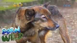 Born to be Wild Canine Distemper outbreak in Camiguin Norte [upl. by Scholz373]