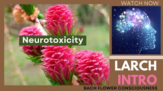 LARCH INTRO  Neurotoxicity  24th REMEDY  TRY AGAIN REMEDY thebrainliest [upl. by Marilou860]