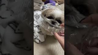 Every Dog is plastic Bottle Lover💕 trending puppy shiztzu dogbreed pets [upl. by Berliner304]