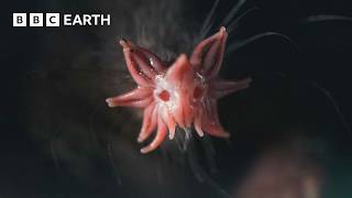 The Weird and Wonderful StarNosed Mole  4K UHD  Mammals  BBC Earth [upl. by Anaerda]