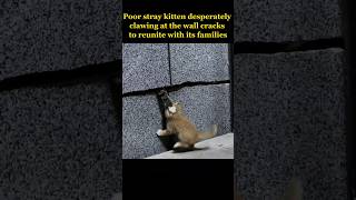 Poor stray kitten desperately clawing at the wall cracks to reunite with its families [upl. by Nocam]