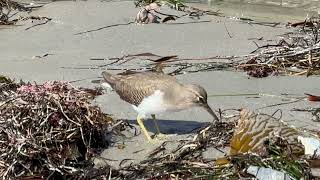 Spotted Sandpiper North Pacific Beach San Diego October 27 2024 [upl. by Robinson]