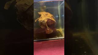 Female betta fish ne eggs khaa liye 😢 shorts sorts bettafishbreeding bettafish [upl. by Ehsrop598]