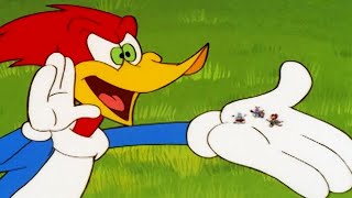 Woody Woodpecker Show  Party Animal  Full Episode  Kids Cartoon  Videos For Kids [upl. by Zolner11]