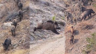 22 Wild Boar Shots in 12 Minutes BEST OF HUNTING Compilation [upl. by Loria]