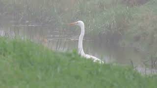 Great Egret Ardea alba Strijen ZH the Netherlands 4 Nov 2024 12 [upl. by Vivi]