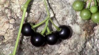 Edible Plants Black nightshade [upl. by Eloc301]