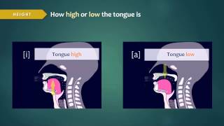 Introduction to Articulatory Phonetics Vowels [upl. by Caldwell940]