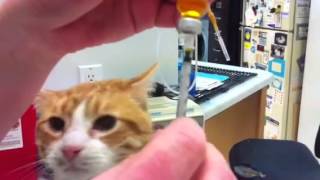 How to draw up insulin and administering insulin to your diabetic cat [upl. by Yngad]