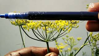 Compound umbel  Corymb  Umbel inflorescence  Umbelliferae  Apiaceae [upl. by Puiia258]