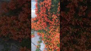 Flame vineOrange trumpet vine tecoma Trumpet creeper gardening propagation Shorts ytshorts [upl. by Attenov]