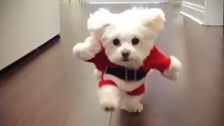 Funniest DOGS IN COSTUMES 2017 Funny Pets [upl. by Anaigroeg871]