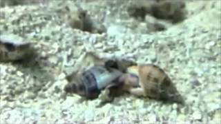 Nassarius snails  cannibalism or mating [upl. by Ednargel]