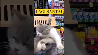 MPUS LAGI SANTAI fypシ゚viral kucing kucinglucu kucinggemoy kucingimut kucingpintar [upl. by Sheldon]