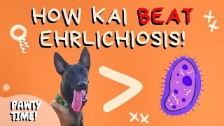 How Kai BEAT Canine Ehrlichiosis  Treatment for Canine Ehrlichiosis [upl. by Ardnoid214]