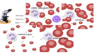 Comprendre les analyses sanguines [upl. by Nueormahc191]