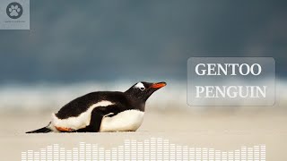 What sound does a penguin make Penguin sound effect and video [upl. by Aidil469]