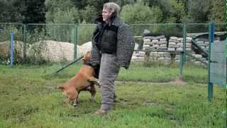 Amstaff protection dog training 6 [upl. by Ahseiyk]