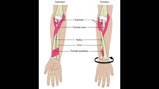 Wrist supination and pronation exercises [upl. by Analise]