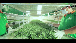 Moringa manufacture Cambodia [upl. by Ativahs650]