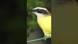 Great Kiskadee Flycatcher Song Video Nature Sounds for Sleep [upl. by Chouest166]