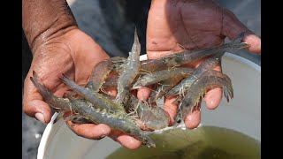 The Shrimp Industry from Flatline to Full Recovery [upl. by Toback]