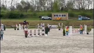 Cheval à vendre  Magnifique SF de 5 ans  equirodicom [upl. by Eupheemia]