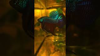 Betta fish 🐋🐬fishtanks bettafish bettafishtanks aquariumchannel fishing fish bettafishtanks [upl. by Sisenej]