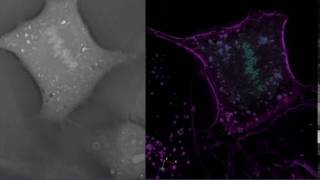 Fibroblastic Reticular Cell FRC Mitosis [upl. by Alduino815]