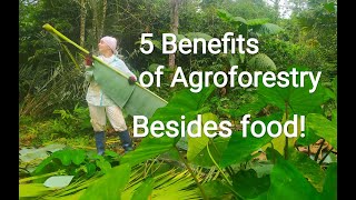 5 Benefits of Agroforestry  besides food [upl. by Gitt947]