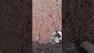 gardening cocopeat plants viralvideos ytshorts [upl. by Acsecnarf]